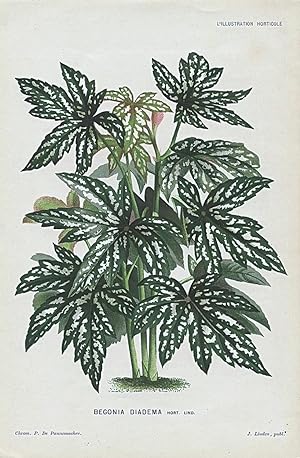 1883 BEGONIA DIADEMA Genuine Antique Botanical Print LINDEN