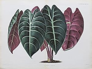 1877 ALOCASIA SEDENI Antique Botanical Print LINDEN