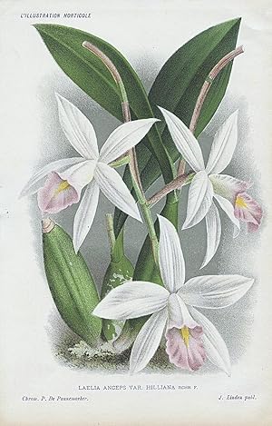 1886 LAELIA ANCEPS VAR HILLIANA ORCHIDS Genuine Antique Botanical Print LINDEN