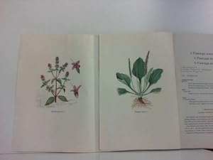 Bild des Verkufers fr Arzneipflanzen: Mentha piperita L. und Plantago Major L. zum Verkauf von Zellibooks. Zentrallager Delbrck