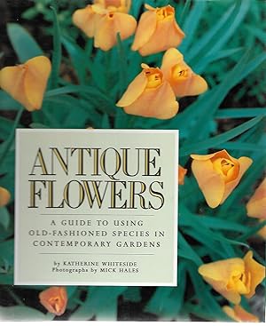 Imagen del vendedor de Antique Flowers: A Guide to Using Old - Fashioned Species in Contemporary Gardens a la venta por Cher Bibler