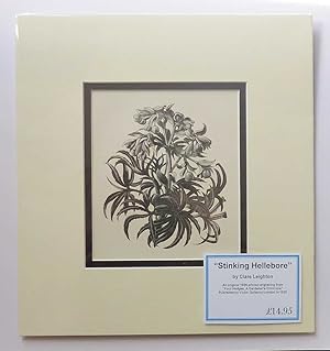 Stinking Hellebore (1936 Lithograph Print, Flowers )