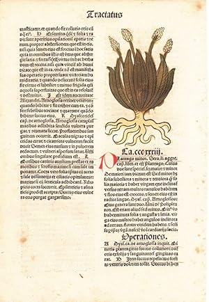 Plantago minor. Kol. Holzschnitt Blatt CCCXXXIII aus: Hortus Sanitatis.