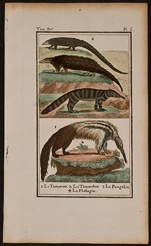 Anteater, Pangolin