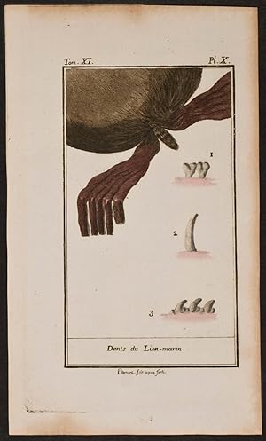 Bild des Verkufers fr Sea Lion Anatomy zum Verkauf von Trillium Antique Prints & Rare Books