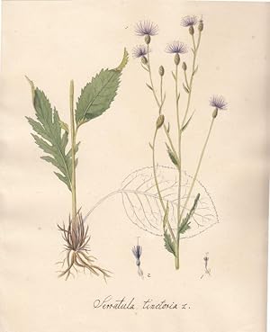 Serratula tinctoria. L. Original-Aquarell.