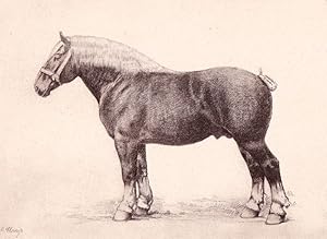 Seller image for Monographie du cheval de trait belge. for sale by Librairie Vignes Online