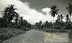 New Guinea Palm trees road and people Clouds old Photo 1940