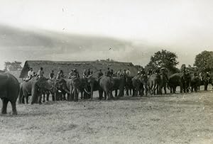 Indochina Laos Vientiane Natives Life Elephants old Amateur Snapshot Photo 1930