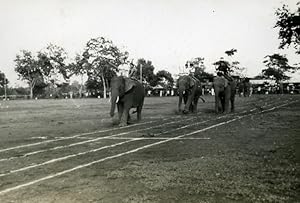 Indochina Laos Vientiane Natives Life Elephants old Amateur Snapshot Photo 1930