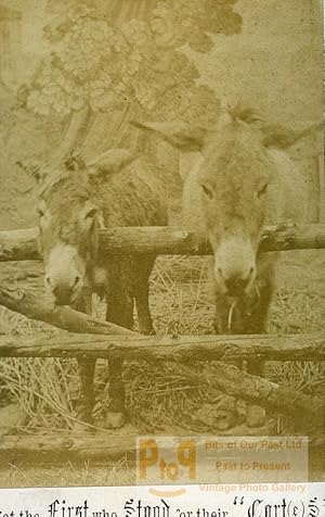 United Kingdom Donkeys Not the fist who stood for their Carts Old CDV Photo 1870