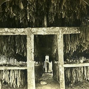 Jamaica May Pan Tobacco Leaves in Drying Shed Old Stereo Photo HC White 1900