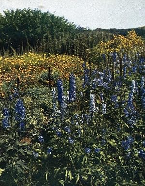 Germany Stuttgart Lark Spur Autochrome on Paper from Hans Hildenbrand 1910