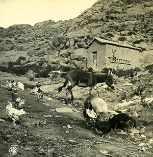 Argentina Andes Chicken Dog & Mule Old NPG Stereo Stereoview Photo 1900