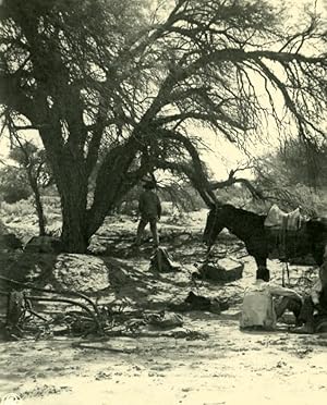 Argentina Under Honey Mesquite Tree in Bush Old NPG Stereo Stereoview Photo 1900