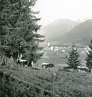 Italy South Tyrol Mountain Pustertal Niederdorf Cows Stereoview Photo NPG 1900