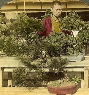 Japan Tokyo Count Okuma Bonsai Greenhouse Old Stereoview Photo Underwood 1904