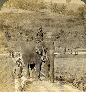 Ceylon Farmer and his elephant Old Stereoview Photo Underwood 1903