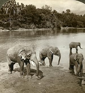 Ceylon Elephants Sun Bathing Old Stereoview Photo Underwood 1902