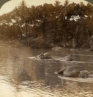 Ceylon Elephants bathing in River Old Stereoview Photo Underwood 1903