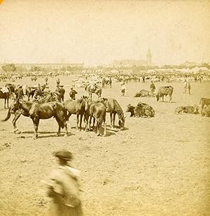 Spain Sevilla Market Fair General View Horses Cows Old Stereoview Photo 1888