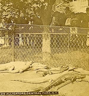 Imagen del vendedor de USA New York Central Park Zoo Alligators Animals Old Stereoview Photo 1896 a la venta por Bits of Our Past Ltd