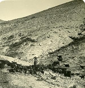 Middle East Palestine Herd of goats Old NPG Stereo Photo 1900