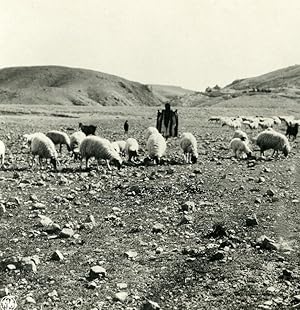 Middle East Palestine Jerusalem shepherd road to Jericho Stereo Photo NPG 1900