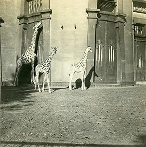 Seller image for Belgium Antwerp Zoological Garden Old Stereoview Photo Possemiers 1900 for sale by Bits of Our Past Ltd