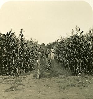 Egypt Cairo Peasant Sugarcane old Stereoview Photo NPG 1900