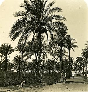 Egypt Cairo date-palm old Stereoview Photo NPG 1900