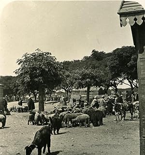 Egypt Cairo Sheep Market old Stereoview Photo NPG 1900