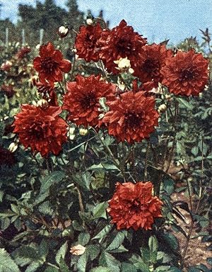 Germany Dahlia Flower Old Autochrome on Paper from Hans Hildenbrand 1910
