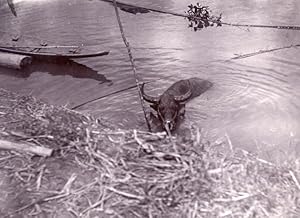 Borneo Island Samarinda Mahakam Buffalo old Photo 1920'