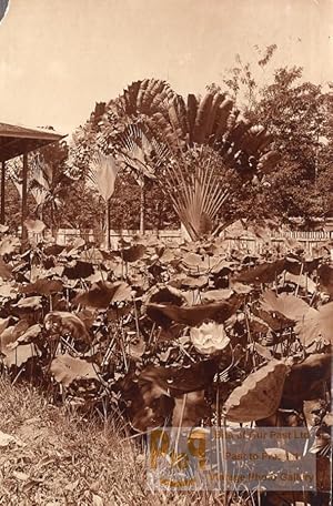 Borneo Island Samarinda Garden Flowers old Photo 1920'