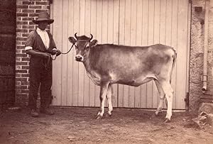 Cow Farmer Study on Jersey Island farm old Photo 1880