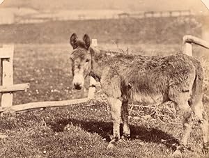 Nice Study of Donkey Farm Life France old Photo 1870