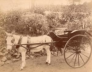 Cabriolet Donkey Harnessing France Old Photo 1870