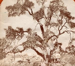 Hebron Abraham Tree Tissue Stereoview Photo 1875