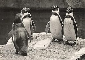 Seller image for Manchots de Humboldt Wild Life Zoo Old Photo 1954 for sale by Bits of Our Past Ltd