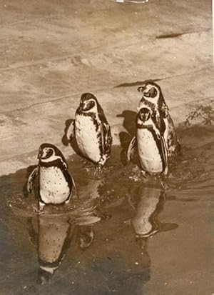 Seller image for Penguins Humboldt Wild Life Zoo Paris Old Photo 1952 for sale by Bits of Our Past Ltd