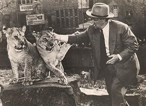 Lions & Man Circus Wild Life Zoo Old Photo 1950