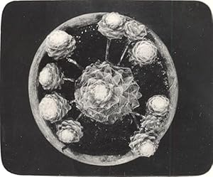 Plant Cactus Study Composition France Snapshot 1935