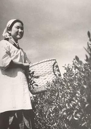 Japan Young Girl Picking Tea Hicha Old Fulgur Photo 1938