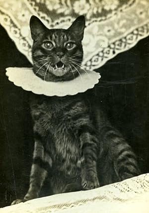 The cat Collar Study Composition France Old Photo 1900