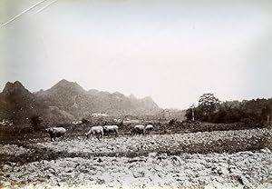 Phu Binh Gin Plain Cai Kinh French Tonkin Vietnam Old Photo Tong Sing 1895