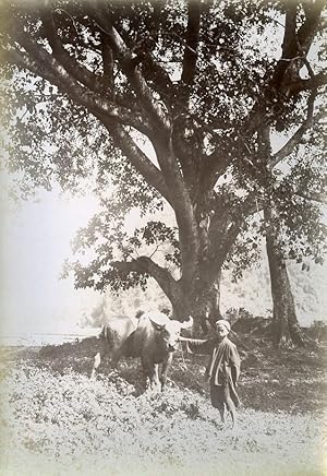 Phu Binh Gia Boy & Buffalo Cai Kinh Tonkin Vietnam Old Photo Tong Sing 1895