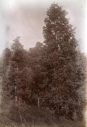 Ban Danh Chinese Star Anise Indochina Vietnam Old Photo Tong Sing 1895