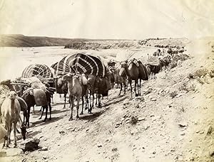 Algeria Sahara Desert Camels Caravan Old Photo Neurdein 1890