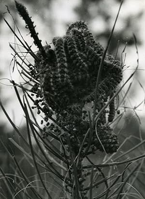 Portugal Guimaraes Photographic Study Plant Pine Tree ? Old Photo Azevedo 1950